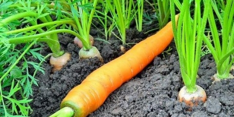 Kada saditi šargarepu u proleće